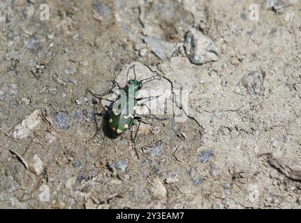 Coléoptère du tigre - Cicindela gallica Banque D'Images