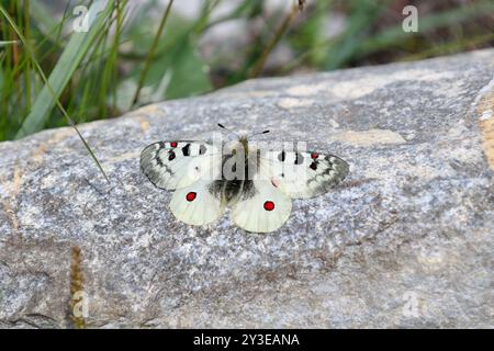 Petit papillon Apollo - Parnassius phoebus Banque D'Images