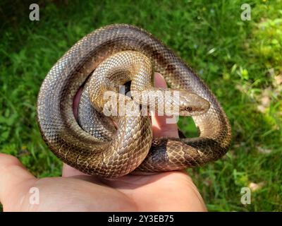 Serpent royal des Prairies (Lampropeltis calligaster) Reptilia Banque D'Images