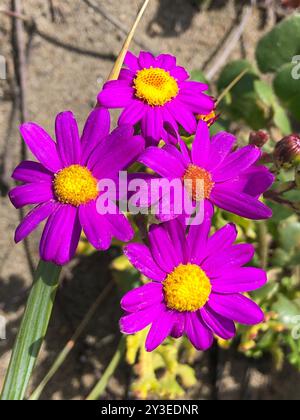 Ragwort rouge-violet (Senecio elegans) Plantae Banque D'Images