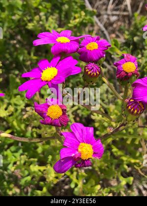 Ragwort rouge-violet (Senecio elegans) Plantae Banque D'Images