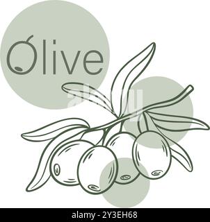 Esquissez une branche avec des olives fraîches mûres. Fruits sur brindille avec gravure à la main vintage de feuillage. Matière première organique pour la production d'huile végétale Illustration de Vecteur