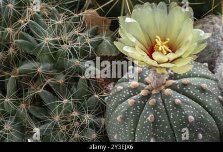 Belle fleur jaune d'Astrophytum asterias (Kabuto cactus) fleurit avec Mammillaria longimamma (cactus à doigts) dans le jardin de cactus. Succulent PL Banque D'Images