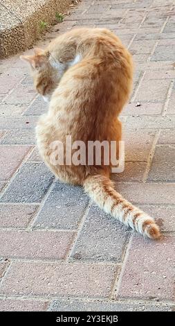 Chat brun gingembre assis à l'extérieur, animaux de compagnie, nature animale. Photo de haute qualité Banque D'Images