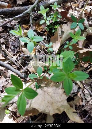 Paille de lit de réglisse (Galium circaezans) Plantae Banque D'Images