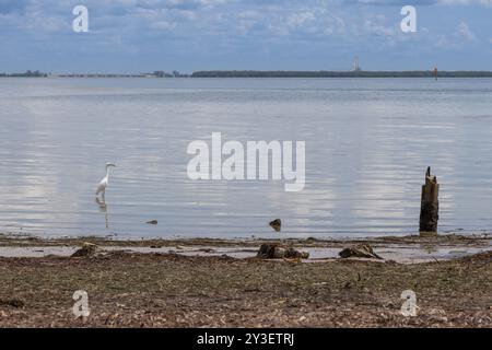 Floride faune sur le rivage à St Petersburg Florida ft Desoto parc Pinellas County Florida 2025 Banque D'Images