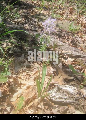 camas atlantiques (Camassia scilloides) Plantae Banque D'Images