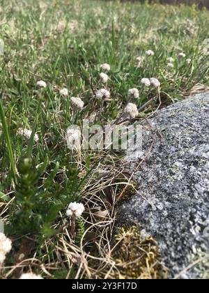 Pussytoes des champs (Antennaria negecta) Plantae Banque D'Images