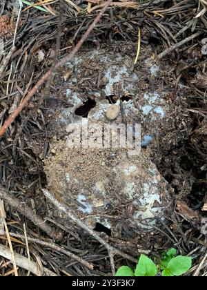Champignons roses de la couronne (Sarcosphaera coronaria) Banque D'Images