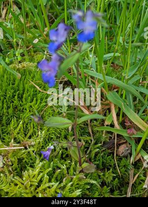 Marie géante aux yeux bleus (Collinsia grandiflora) Plantae Banque D'Images