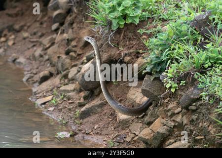 Ptyas mucosa, également connu sous le nom de serpent de rat oriental, dhaman ou serpent de rat indien, un serpent coluhybride non venimeux trouvé dans certaines parties de l'Asie du Sud et du Sud-est. Banque D'Images