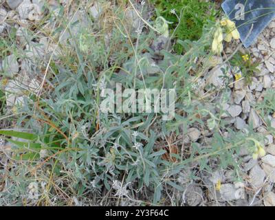 Goutte dorée poilue (Onosma echioides) Plantae Banque D'Images