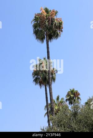 Palmier à éventail mexicain, Washingtonia ou Skyduster mexicain, Washingtonia robusta, Arecaceae. France. Un palmier originaire de la péninsule de basse Californie. Banque D'Images