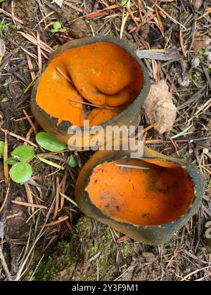 Champignon de l'écorce d'orange de printemps (Caloscypha fulgens) Banque D'Images