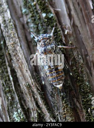 Cicada crétoise, Cicada cretensis, Hemiptera, Cicadidae, sur un arbre dans les jardins nationaux, Athènes, Grèce. Banque D'Images