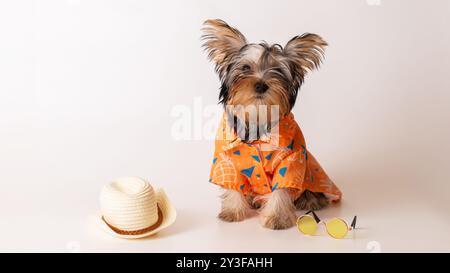 Adorable chiot yorkshire terrier en chemise hawaïenne avec lunettes de soleil et chapeau de paille Banque D'Images