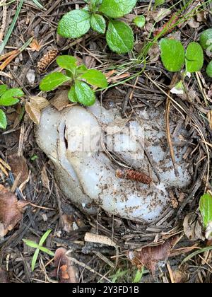 Champignons roses de la couronne (Sarcosphaera coronaria) Banque D'Images
