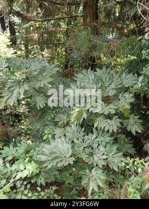 Taïwan Diplofatsis (Fatsia polycarpa) Plantae Banque D'Images