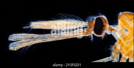 Culex pipiens, mâle, vue de la tête montrant des pièces buccales Banque D'Images