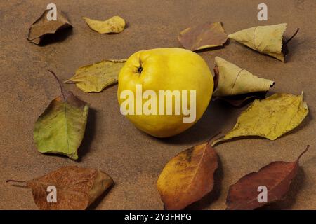 Image d'un seul fruit de coing entouré de feuilles d'arbre tombées. Cydonia oblonga. Banque D'Images