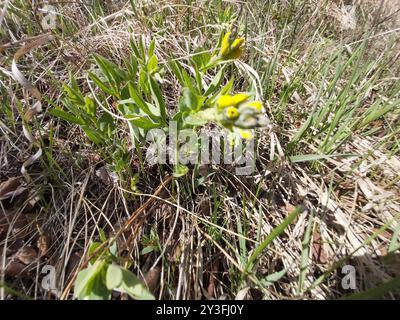 Haricot doré (Thermopsis rhombifolia) Plantae Banque D'Images