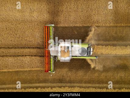 Rosyth, Écosse, Royaume-Uni. 13 septembre 2024. Vues aériennes d'une moissonneuse-batteuse travaillant dans les champs près de Rosyth à Fife. Le temps sec récent a permis aux agriculteurs de récolter leurs récoltes après un mauvais été. Iain Masterton/ Alamy Live News Banque D'Images