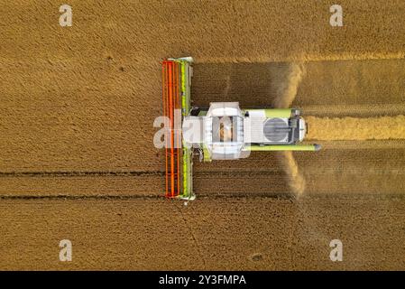 Rosyth, Écosse, Royaume-Uni. 13 septembre 2024. Vues aériennes d'une moissonneuse-batteuse travaillant dans les champs près de Rosyth à Fife. Le temps sec récent a permis aux agriculteurs de récolter leurs récoltes après un mauvais été. Iain Masterton/ Alamy Live News Banque D'Images