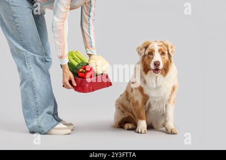 Jeune femme nourrissant chien berger australien avec des légumes sur fond gris Banque D'Images