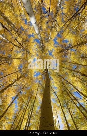 Regardant vers les arbres d'automne et le ciel bleu dans le comté de Gunnison, Colorado Banque D'Images