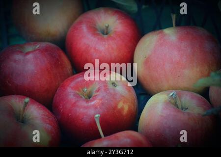 La photo montre des pommes fraîches et brillantes cueillies dans un arbre. Ils peuvent être de différentes variétés allant du vert au rouge et au jaune, avec une refectine de peau brillante Banque D'Images