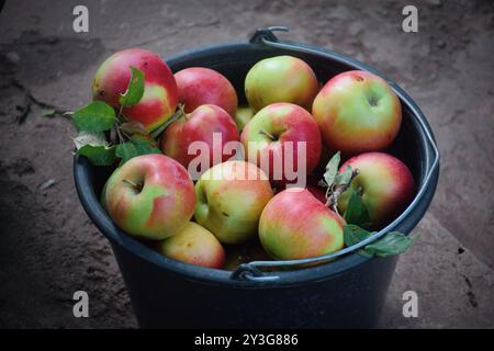 La photo montre des pommes fraîches et brillantes cueillies dans un arbre. Ils peuvent être de différentes variétés allant du vert au rouge et au jaune, avec une refectine de peau brillante Banque D'Images