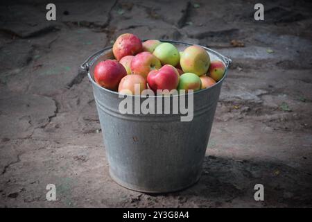 La photo montre des pommes fraîches et brillantes cueillies dans un arbre. Ils peuvent être de différentes variétés allant du vert au rouge et au jaune, avec une refectine de peau brillante Banque D'Images