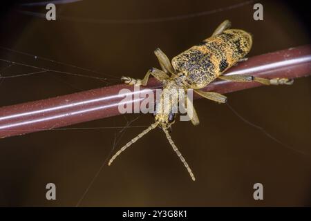 Rhagium inquisitor Family Cerambycidae genus Rhagium Ribbed pin Worrer sauvage nature papier peint insecte, image, photographie Banque D'Images