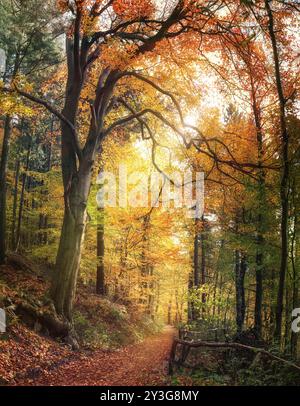 Sentier de randonnée idyllique dans une forêt en automne avec un beau hêtre, feuillage coloré et rayons de soleil Banque D'Images