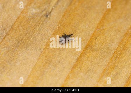 Anthonomus rubi Family Curculionidae genus Anthonomus fraise Blossom charançon nature sauvage photographie d'insectes, image, papier peint Banque D'Images