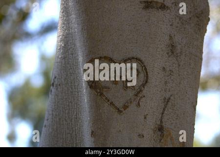 couples initiales romantiques sculptées sur le tronc d'arbre Banque D'Images