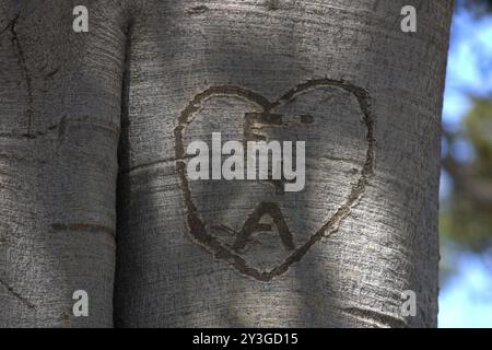 couples initiales romantiques sculptées sur le tronc d'arbre Banque D'Images