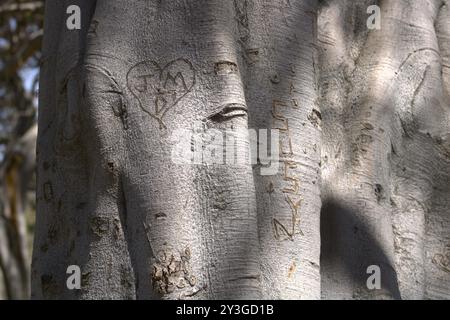 couples initiales romantiques sculptées sur le tronc d'arbre Banque D'Images