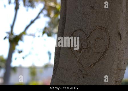 couples initiales romantiques sculptées sur le tronc d'arbre Banque D'Images