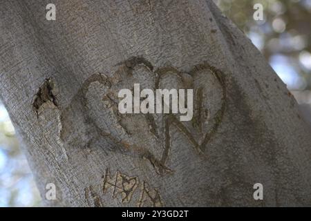 couples initiales romantiques sculptées sur le tronc d'arbre Banque D'Images