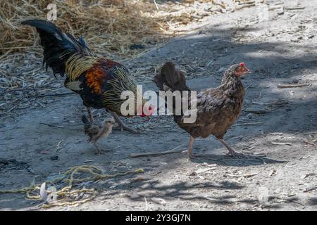 Sacramento, CA. 17 juin 2024. Lors d’un balayage dans un campement de sans-abri à Rio Linda près du boulevard Elkhorn et de la 6e rue le lundi 17 juin 2024, des poulets se dispersent ne sachant pas où aller alors que des bulldozers détruisent les structures du camp. (Crédit image : © Renée C. Byer/ZUMA Press Wire) USAGE ÉDITORIAL SEULEMENT! Non destiné à UN USAGE commercial ! Banque D'Images