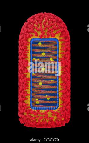 Illustration de la structure du virus Chandipura (CHPV). Banque D'Images