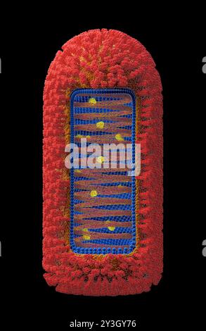 Illustration de la structure du virus Chandipura (CHPV). Banque D'Images