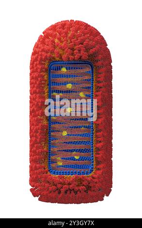 Illustration de la structure du virus Chandipura (CHPV). Banque D'Images