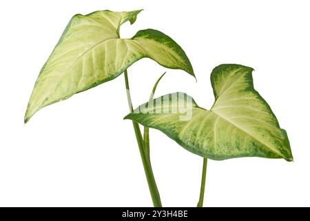 tête de flèche verte et jaune ou feuilles de pied-de-poule blanc isolé, plante d'intérieur populaire avec des feuilles en forme de flèche Banque D'Images