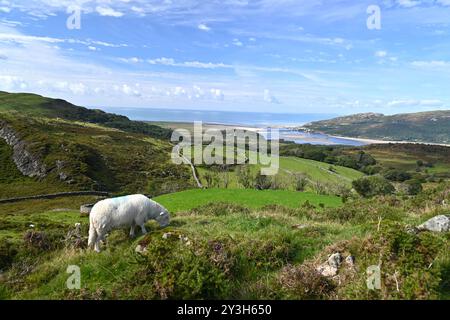 Un mouton paissant sur une colline surplombant l'estuaire de Mawddach, Eryri National Park (Snowdonia) - Nord du pays de Galles, Royaume-Uni Banque D'Images