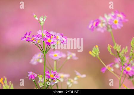 Primula malacoides, appelée primevre fée ou primevre bébé, est une espèce vivace de Primula. Banque D'Images