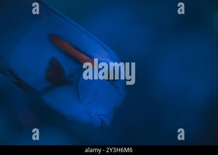 Le Tang bleu (Paracanthurus hepatus, Dori fish) est une espèce de poisson-chirurgien indo-pacifique et un poisson populaire dans les aquariums marins Banque D'Images