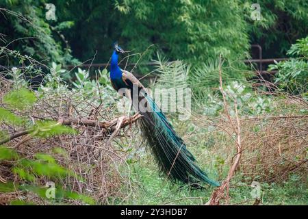 Paon perché sur une branche, plumes de queue partiellement exposées, environnement naturel Banque D'Images