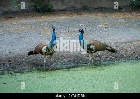 Deux paons debout près de l'étang dans le zoo. Paire de perles indiennes dans un cadre serein Banque D'Images